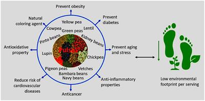 The Effect of Processing on Bioactive Compounds and Nutritional Qualities of Pulses in Meeting the Sustainable Development Goal 2